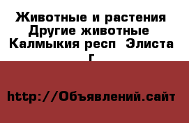 Животные и растения Другие животные. Калмыкия респ.,Элиста г.